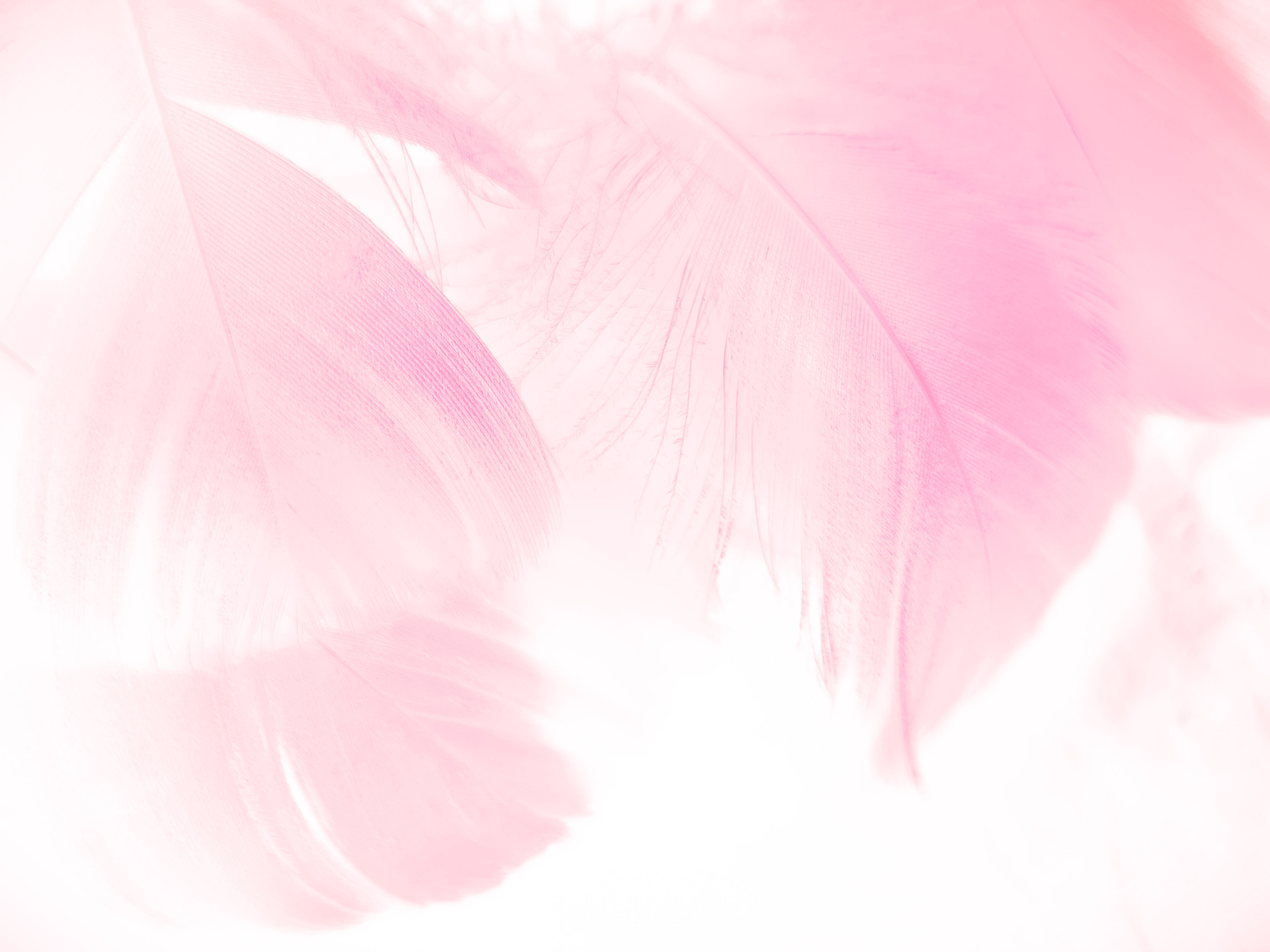 Beautiful abstract gray and pink feathers on white background,  white feather frame texture on pink pattern and pink background, feather, pink banners